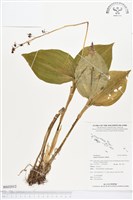 登錄號:BS02012藏品圖，第1張