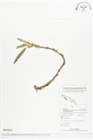 登錄號:BS02013藏品圖，第1張