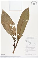 登錄號:BS02014藏品圖，第1張