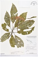 登錄號:BS02015藏品圖，第1張