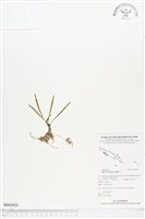 登錄號:BS02016藏品圖，第1張