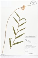 登錄號:BS02017藏品圖，第1張