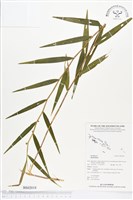 登錄號:BS02018藏品圖，第1張