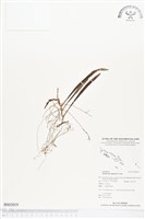 登錄號:BS02019藏品圖，第1張