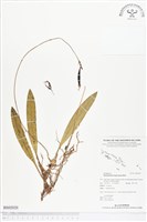 登錄號:BS02020藏品圖，第1張