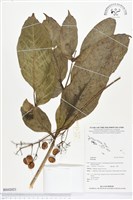 登錄號:BS02021藏品圖，第1張