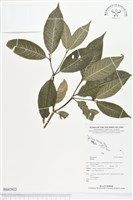 登錄號:BS02022藏品圖，第1張