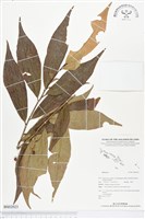 登錄號:BS02023藏品圖，第1張