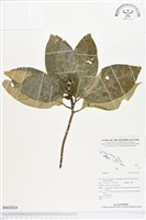 登錄號:BS02024藏品圖，第1張