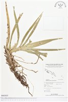 登錄號:BS02025藏品圖，第1張