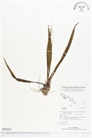 登錄號:BS02026藏品圖，第1張