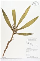 登錄號:BS02029藏品圖，第1張