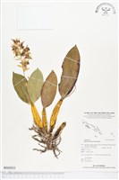 登錄號:BS02032藏品圖，第1張