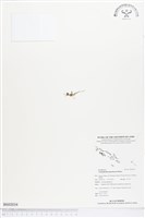 蜘蛛蘭藏品圖，第1張