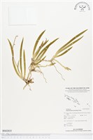 登錄號:BS02035藏品圖，第1張