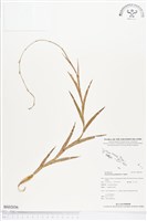 登錄號:BS02036藏品圖，第1張