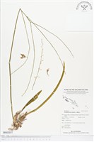 登錄號:BS02037藏品圖，第1張