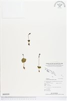 登錄號:BS02038藏品圖，第1張