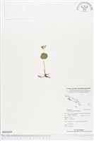 登錄號:BS02039藏品圖，第1張