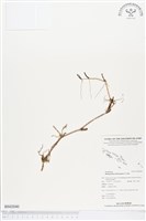 登錄號:BS02040藏品圖，第1張