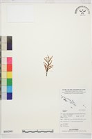 登錄號:BS02041藏品圖，第1張