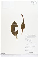 登錄號:BS02042藏品圖，第1張