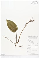 登錄號:BS02043藏品圖，第1張