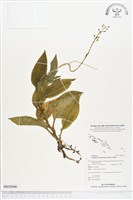 登錄號:BS02046藏品圖，第1張