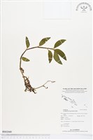 登錄號:BS02049藏品圖，第1張