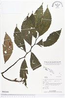 登錄號:BS02050藏品圖，第1張