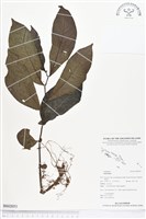 登錄號:BS02051藏品圖，第1張