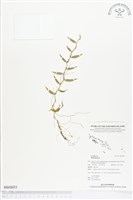 登錄號:BS02053藏品圖，第1張