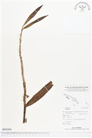 登錄號:BS02056藏品圖，第1張