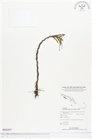 登錄號:BS02057藏品圖，第1張