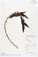 登錄號:BS02058藏品圖，第1張