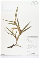 登錄號:BS02059藏品圖，第1張