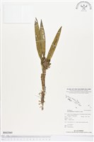 登錄號:BS02060藏品圖，第1張