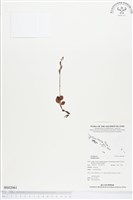 登錄號:BS02061藏品圖，第1張