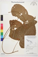 登錄號:BS02062藏品圖，第1張