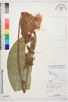 登錄號:BS02063藏品圖，第1張