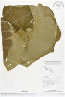 登錄號:BS02065藏品圖，第1張