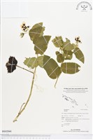 登錄號:BS02066藏品圖，第1張