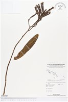 登錄號:BS02067藏品圖，第1張