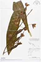 登錄號:BS02068藏品圖，第1張