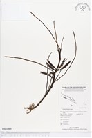 登錄號:BS02069藏品圖，第1張