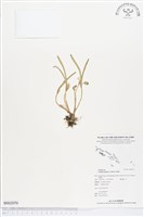 登錄號:BS02070藏品圖，第1張