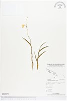 登錄號:BS02071藏品圖，第1張