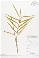 登錄號:BS02072藏品圖，第1張