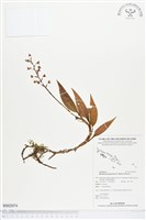 登錄號:BS02074藏品圖，第1張