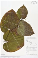 登錄號:BS02075藏品圖，第1張